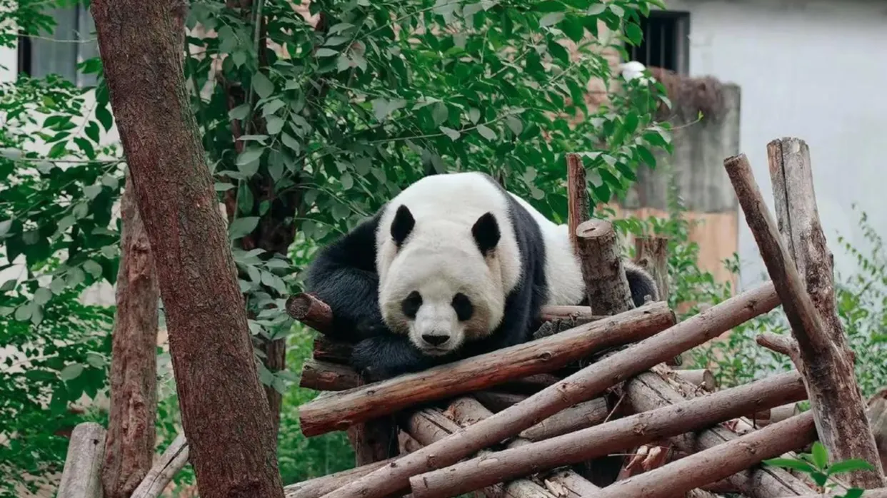 成都大熊貓繁育基地