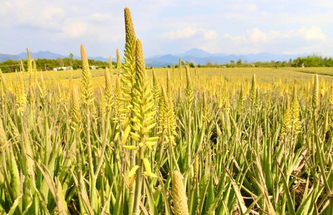 璦露德瑪蘆薈莊園