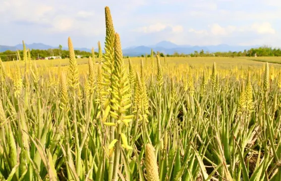 璦露德瑪蘆薈莊園