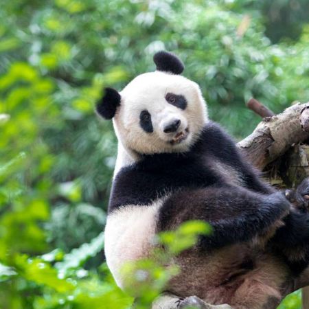 東莞+廣州3天團·《 廣州長隆野生動物世界+JOYPOLIS廣州華夏世嘉都市樂園+2晚酒店自助晚餐》