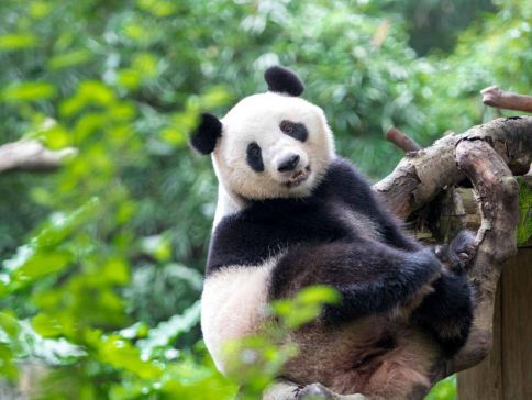 東莞+廣州3天團·《 廣州長隆野生動物世界+JOYPOLIS廣州華夏世嘉都市樂園+2晚酒店自助晚餐》