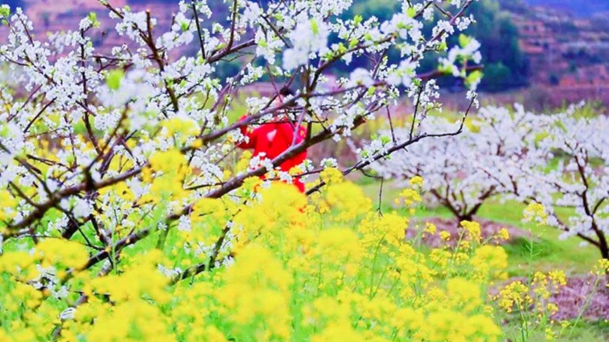 廣東小林芝~九峯山