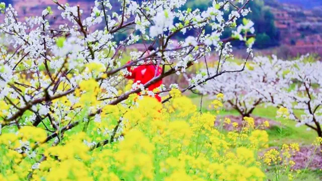 廣東小林芝~九峯山