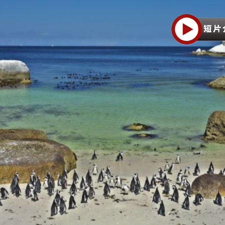 津巴布韋+南非9天團·深度體驗之旅/ 遊覽非洲南部第一大河~贊比西河/進入高比野生動物保護區,追蹤及近距離觀看野生動物/品嚐原隻龍蝦、海鮮拼盤、【原隻南非鮑魚】全鮑宴及薑蔥焗生蠔【全包價】 津巴布韋+南非9天團·深度體驗之旅/ 遊覽非洲南部第一大河~贊比西河/進入高比野生動物保護區,追蹤及近距離觀看野生動物/品嚐原隻龍蝦、海鮮拼盤、【原隻南非鮑魚】全鮑宴及薑蔥焗生蠔【全包價】