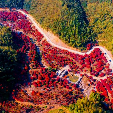永州3天團·《香拉早餐+瀟湘秋韻~十里紅妝》永州絕美秋色「藍山谷風景區」(賞湘江大峽谷千畝紅楓) 中國楓葉之鄉~永州藍山谷十里紅楓林 跨省遊