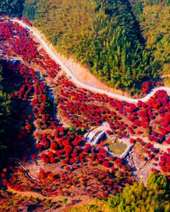 永州3天團·《香拉早餐+瀟湘秋韻~十里紅妝》永州絕美秋色「藍山谷風景區」(賞湘江大峽谷千畝紅楓) 中國楓葉之鄉~永州藍山谷十里紅楓林 跨省遊