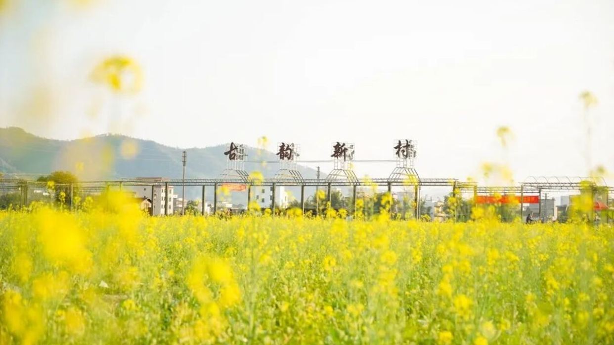 連灘油菜花基地