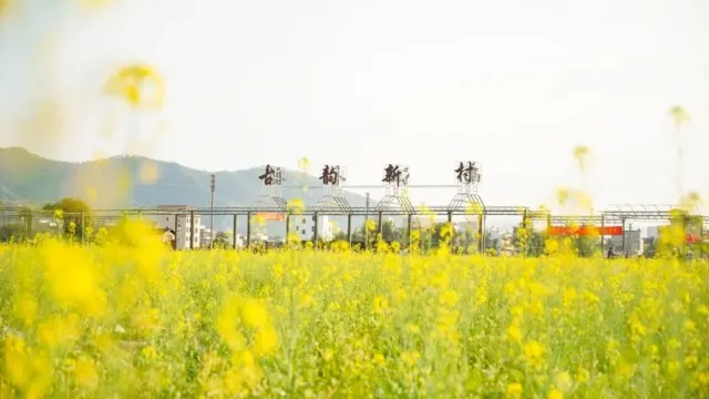 連灘油菜花基地