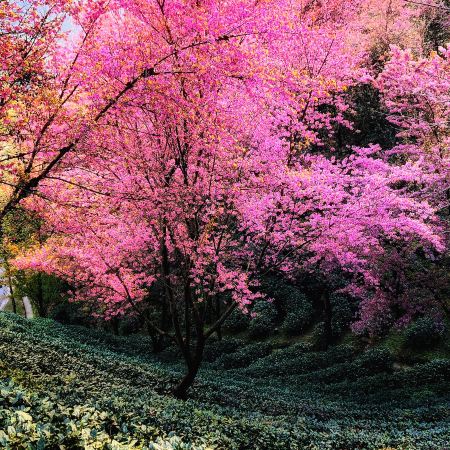 昆明8天團·🍁賞秋天金黃夢幻美景 🌸雲南、昆明、 騰沖、 大理、大理古城、固東銀杏村、無量山(冬日賞櫻)、巍山古城、洱海生態廊道 【2晚騰沖溫泉酒店+2晚昆明國際品牌豪華酒店】