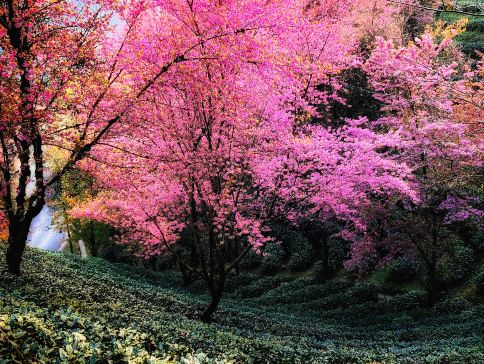 昆明8天團·🍁賞秋天金黃夢幻美景 🌸雲南、昆明、 騰沖、 大理、大理古城、固東銀杏村、無量山(冬日賞櫻)、巍山古城、洱海生態廊道 【2晚騰沖溫泉酒店+2晚昆明國際品牌豪華酒店】 昆明8天團·🍁賞秋天金黃夢幻美景 🌸雲南、昆明、 騰沖、 大理、大理古城、固東銀杏村、無量山(冬日賞櫻)、巍山古城、洱海生態廊道 【2晚騰沖溫泉酒店+2晚昆明國際品牌豪華酒店】