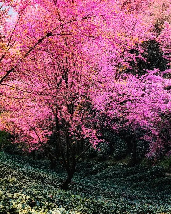 昆明8天團·🍁賞秋天金黃夢幻美景 🌸雲南、昆明、 騰沖、 大理、大理古城、固東銀杏村、無量山(冬日賞櫻)、巍山古城、洱海生態廊道 【2晚騰沖溫泉酒店+2晚昆明國際品牌豪華酒店】