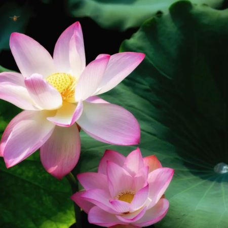 東莞2天團·《夏日賞荷》 東莞橋頭蓮湖荷花、嶺南園林璀璨瑰寶「粵暉園」 保證入住東莞厚街富盈酒店