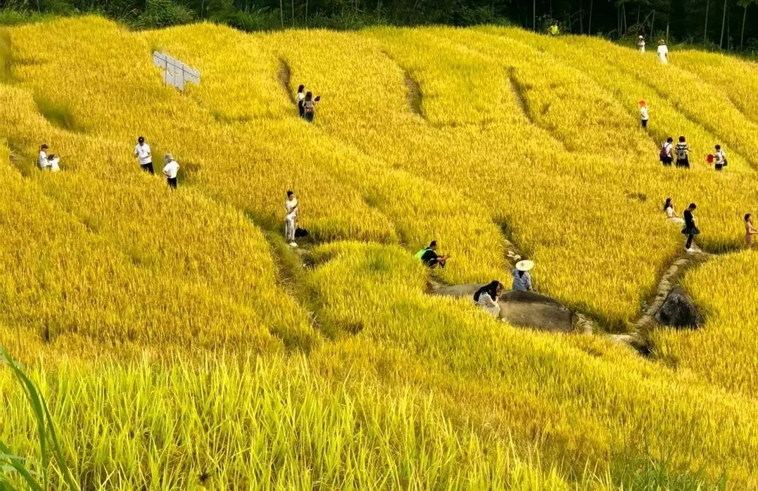 歐家金穗梯田