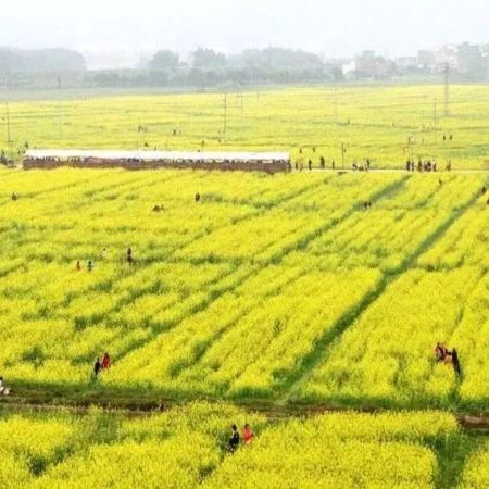 雲浮+新興+鬱南3天團·《花開嶺南+南江印記》 蘭寨狀元文化村(狀元進士館、十德文化館) 廣東最大的油茶花基地~連灘油菜花海