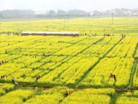 雲浮+新興+鬱南3天團·《花開嶺南+南江印記》 蘭寨狀元文化村(狀元進士館、十德文化館) 廣東最大的油茶花基地~連灘油菜花海