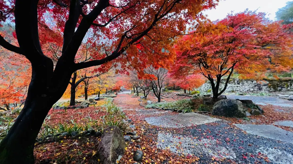 藍山谷紅楓