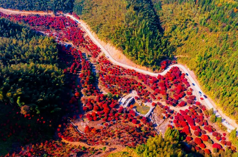 藍山谷紅楓