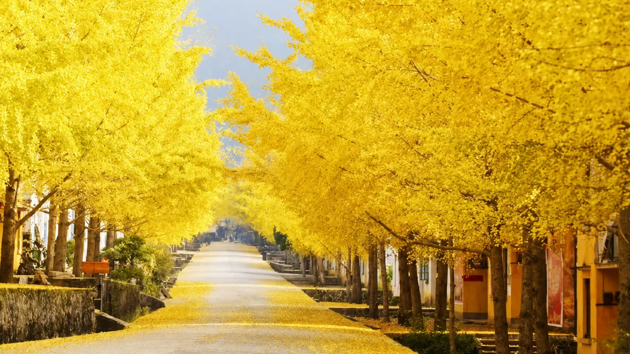 永安旅游