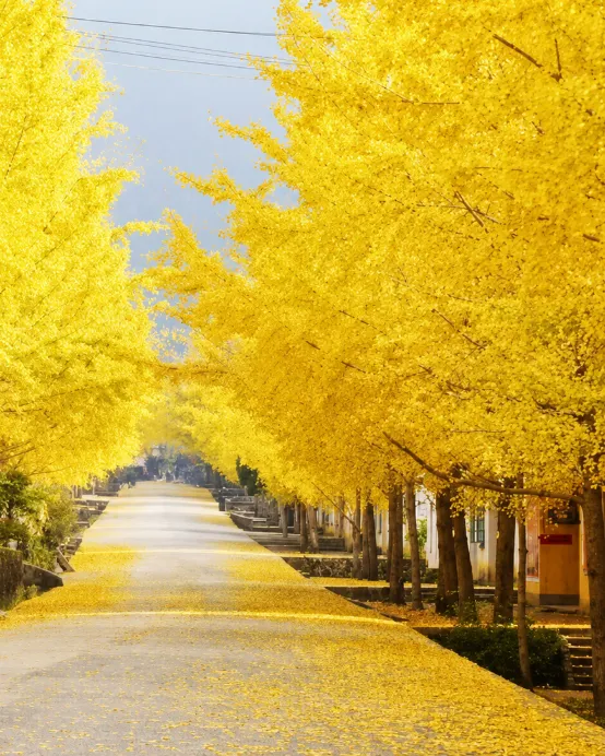 韶關3天團·《深秋秘景~黃金銀杏林+光影丹霞》 乘船觀賞「萬古丹霞大型山水實景光影秀」 南雄帽子峰~觀賞金秋銀杏  保證入住2026年全新開業韶關祥源丹霞自由家酒店