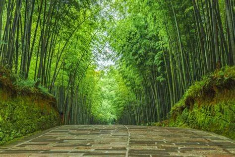 馬安竹海旅遊度假區