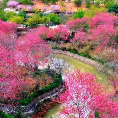 新豐+惠州3天團·新豐(春日浪漫,櫻粉金浪.新春煙花SHOW)漫山粉櫻”[櫻花峪]“宮崎駿的春天”[雪洞村油菜花田]