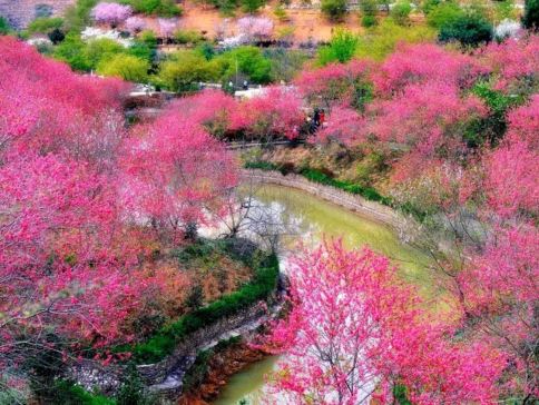 新豐+惠州3天團·新豐(春日浪漫,櫻粉金浪.新春煙花SHOW)漫山粉櫻”[櫻花峪]“宮崎駿的春天”[雪洞村油菜花田]