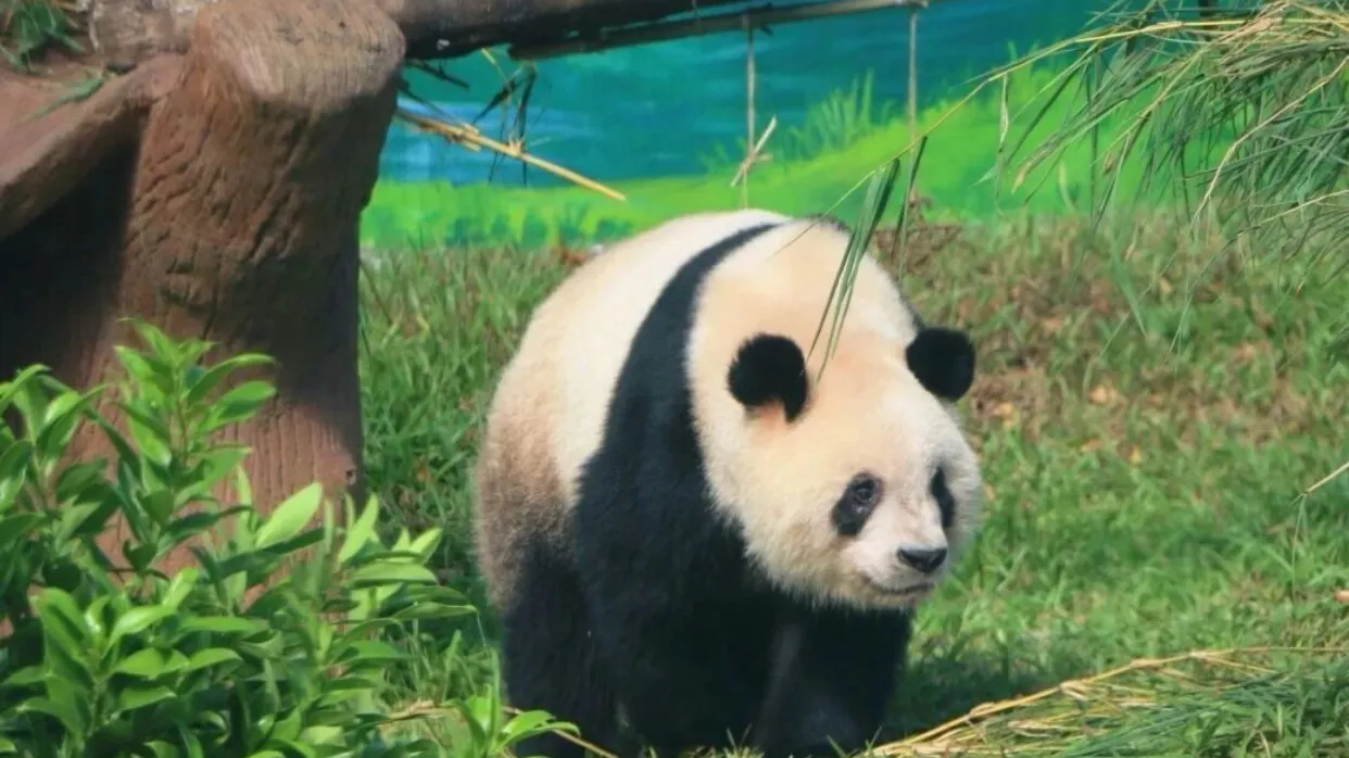 廣州動物園
