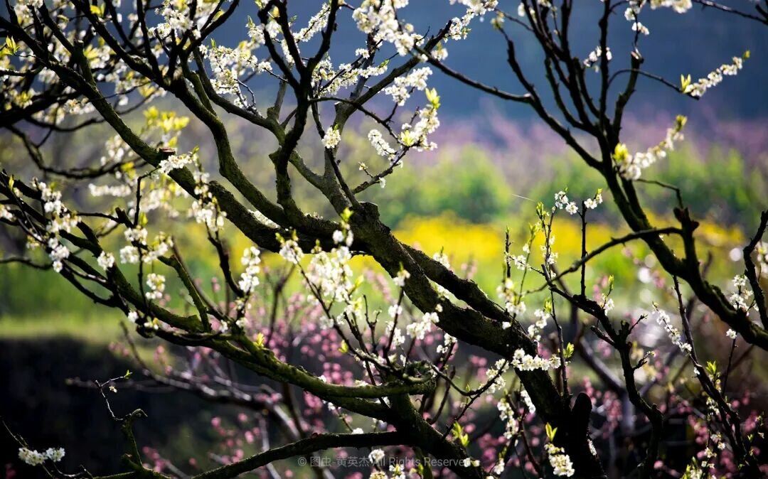 小林芝~九峯山李花
