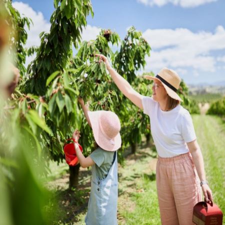 塔斯曼尼亞+墨爾本9天團·【季節限定】即摘即食鮮甜美味Cherry Hill果園、屢獲殊榮的Bangor Winery酒莊享用午餐及品酒、乘坐古董蒸氣火車穿山越林、人間美景~搖籃山國家公園、體驗傳統澳式農莊BBQ【香港航空】