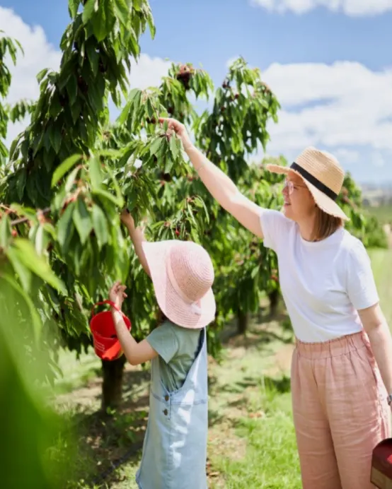 塔斯曼尼亞+墨爾本9天團·【季節限定】即摘即食鮮甜美味Cherry Hill果園、屢獲殊榮的Bangor Winery酒莊享用午餐及品酒、乘坐古董蒸氣火車穿山越林、人間美景~搖籃山國家公園、體驗傳統澳式農莊BBQ【香港航空】