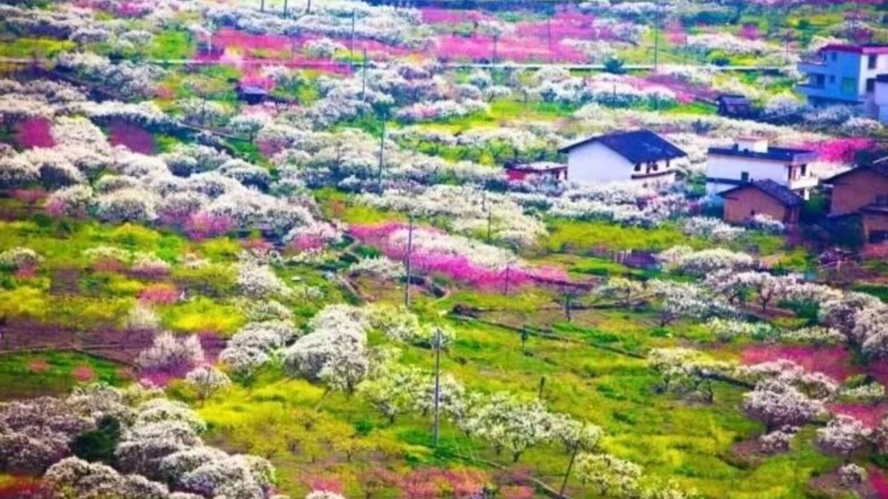 廣東小林芝~九峯山