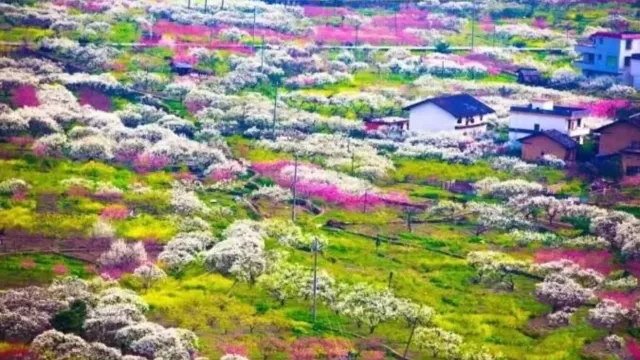 廣東小林芝~九峯山