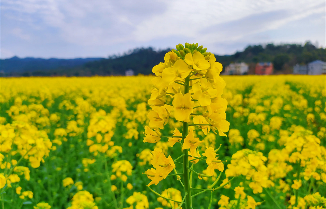 油菜花海