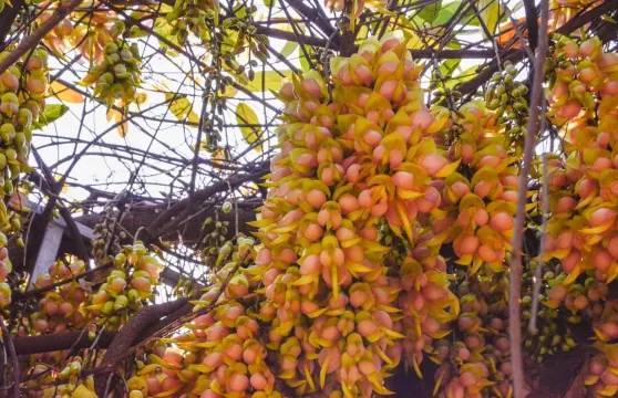 禾雀花基地