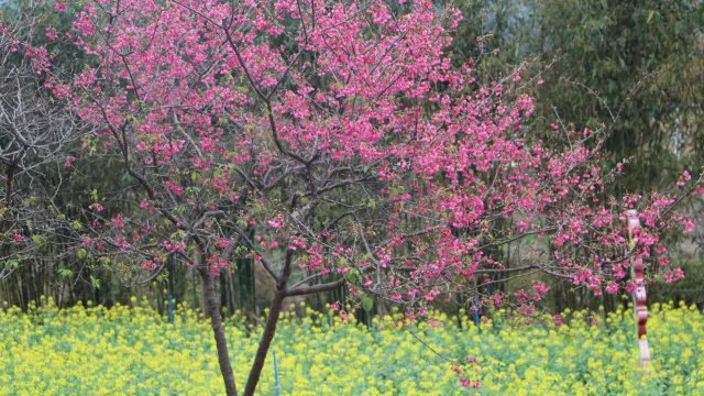 天適櫻花悠樂園