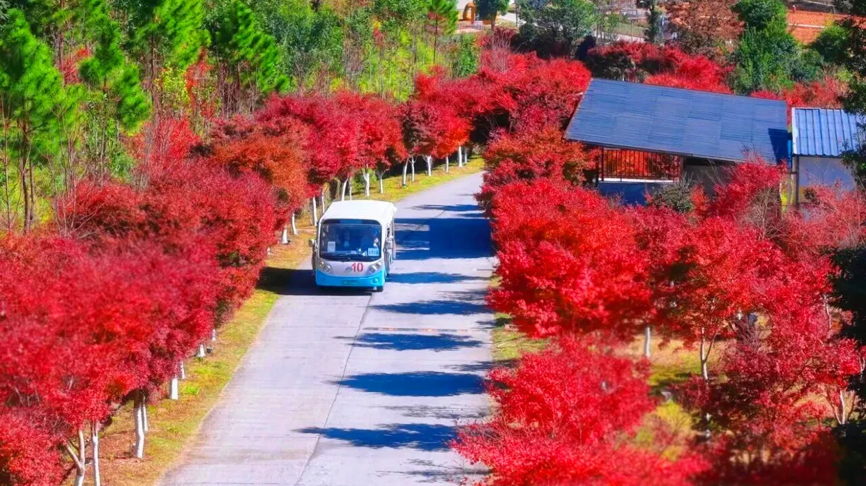嶺南紅葉世界