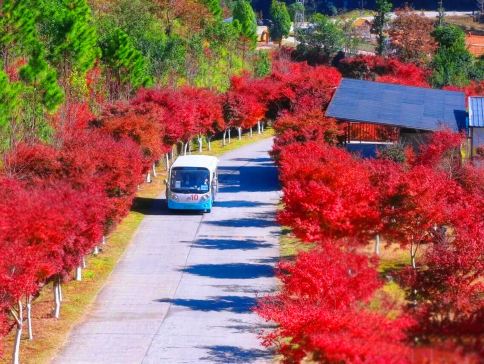 新豐+惠州3天團·《楓紅物語》「嶺南紅葉世界觀賞秋楓」(漫山紅葉層林盡染,滿目映紅) 嶺南紅葉世界「煙雨茶田」「天空之鏡~天梯」「霍比特小屋」 新豐+惠州3天團·《楓紅物語》「嶺南紅葉世界觀賞秋楓」(漫山紅葉層林盡染,滿目映紅) 嶺南紅葉世界「煙雨茶田」「天空之鏡~天梯」「霍比特小屋」