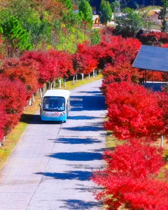 新豐+惠州3天團·《楓紅物語》「嶺南紅葉世界觀賞秋楓」(漫山紅葉層林盡染，滿目映紅)
嶺南紅葉世界「煙雨茶田」「天空之鏡~天梯」「霍比特小屋」