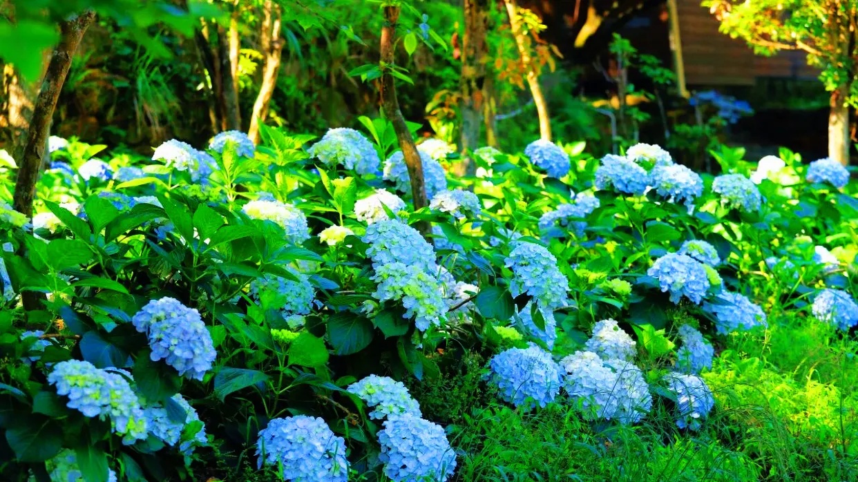 嶺南紅葉世界(繡球花)