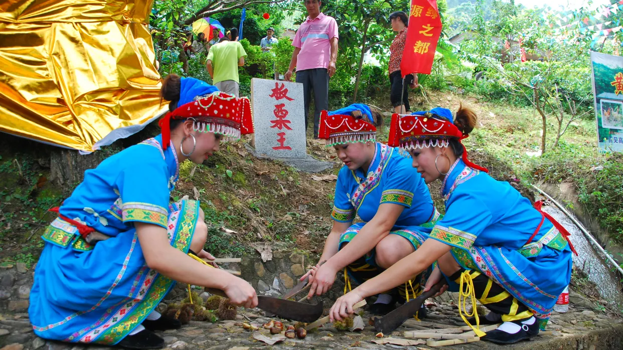 採摘板栗