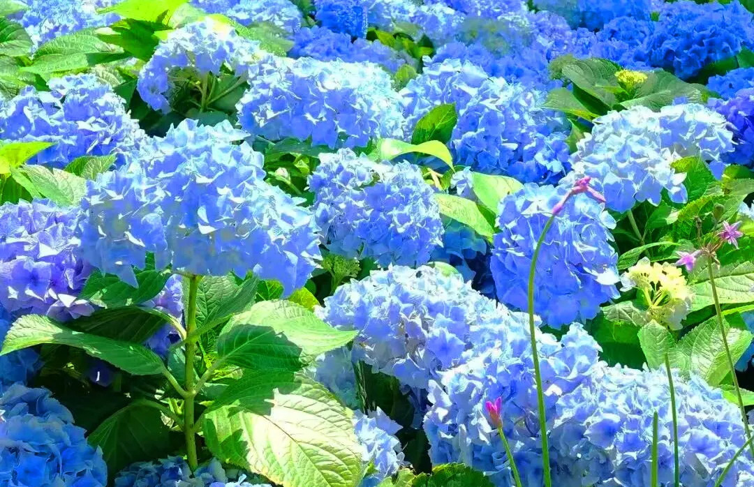 嶺南紅葉世界(繡球花)