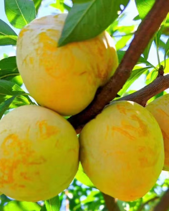 韶關3天團·《光影丹霞+佳果季(黃金奈李)》保證入住2026年全新開業韶關祥源丹霞自由家酒店