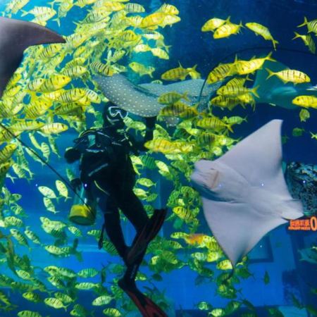 廣州+佛山3天團·玩轉五大樂園：《廣州動物園》《正佳極地海洋世界》《佛山千古情》《融創國際大馬戲奇幻祕境》《融創樂園》