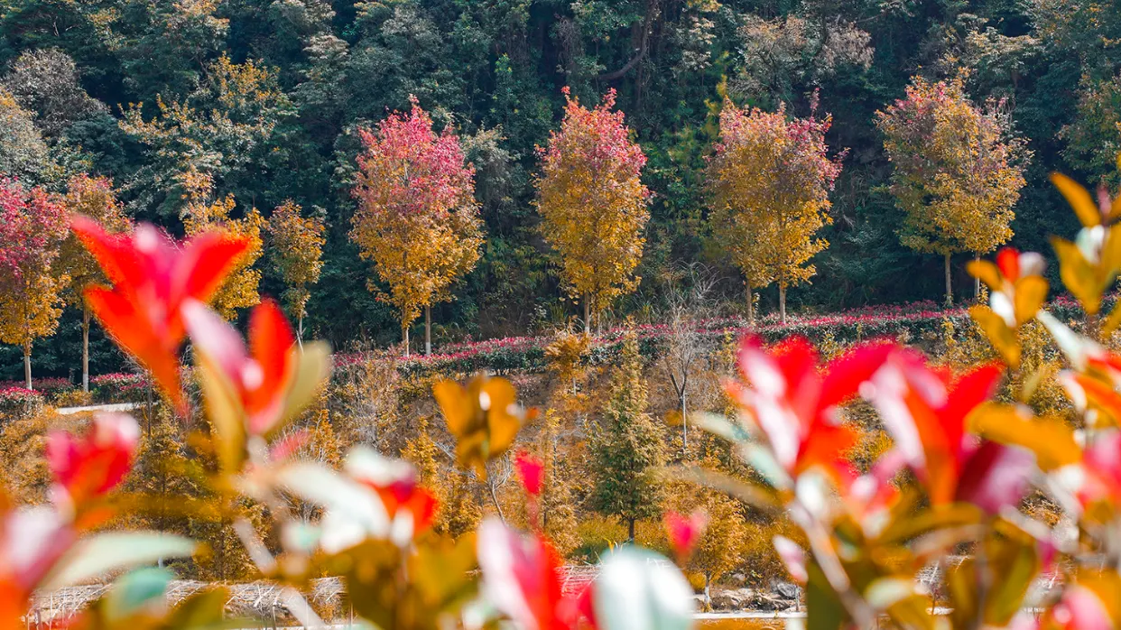 嶺南紅葉世界(秋楓)