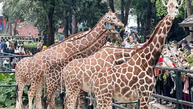 廣州動物園