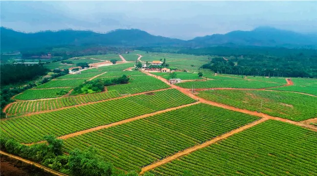 璦露德瑪蘆薈莊園