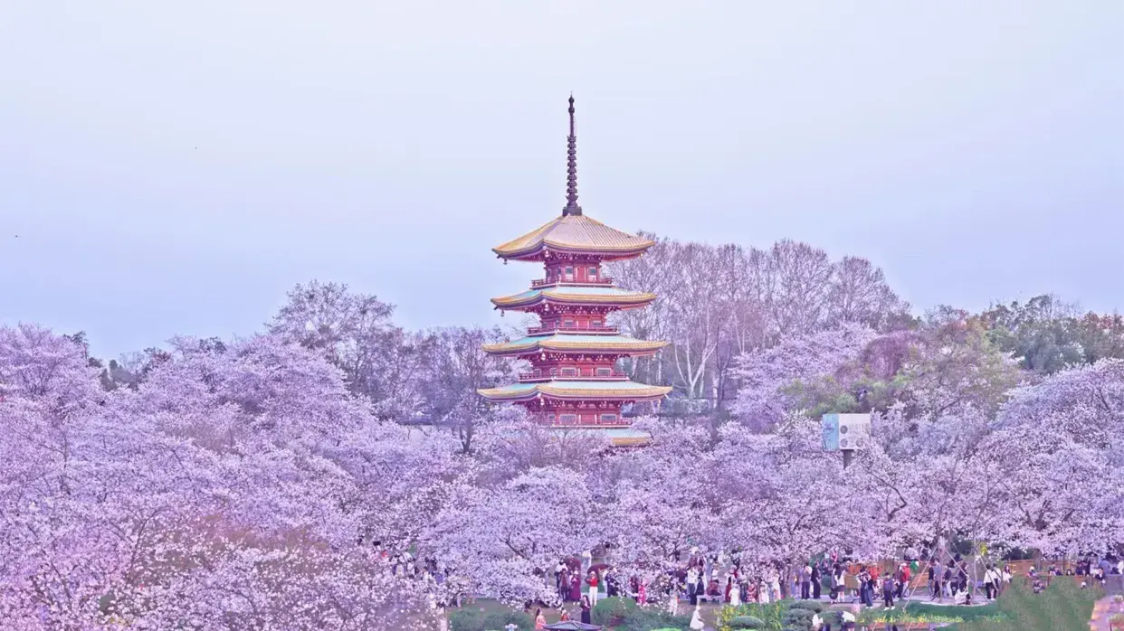 武漢東湖櫻花園