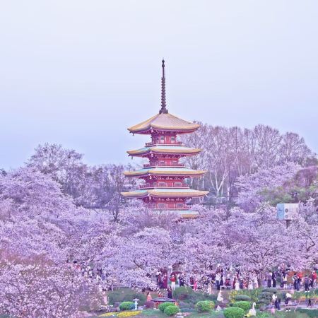 武漢+新疆+甘肅+青海12天團·[復活節25/3出發] 新疆(烏魯木齊、吐魯番)、甘肅(敦煌、嘉峪關、張掖)、青海(西寧、青海湖)、武漢賞櫻12天純玩遊
