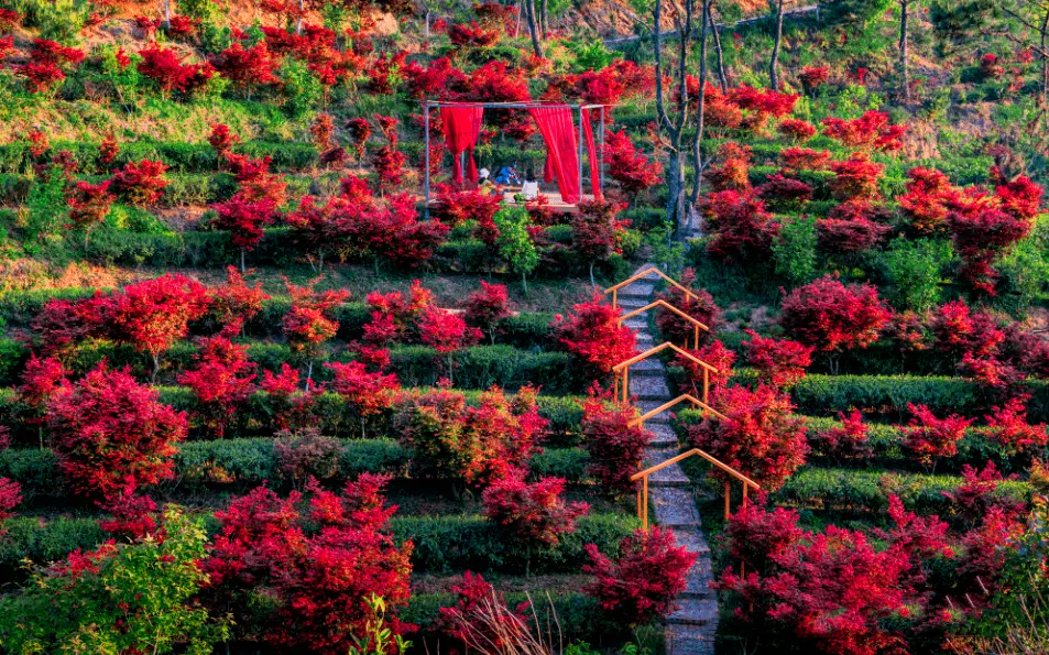 嶺南紅葉世界