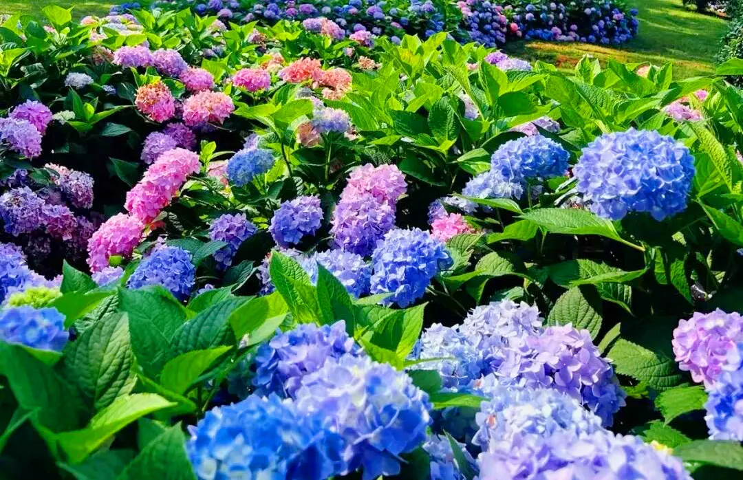 嶺南紅葉世界(繡球花)